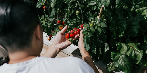 Техника Pomodoro или метод помидора для тайм-менеджемента и увеличения продуктивности — статья Василия Киреева