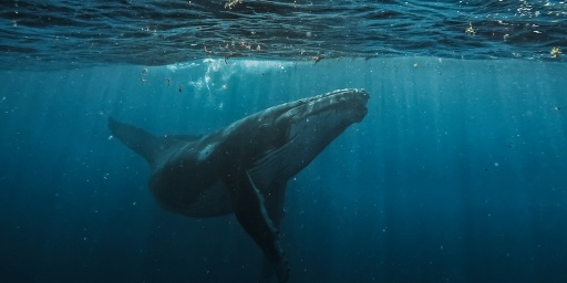 Как подключиться по SSH в Docker-окружение Битрикс для разработки — статья Василия Киреева